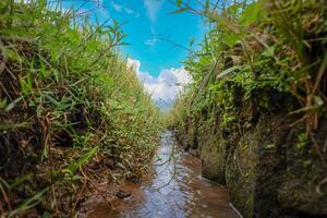 view of a small river which is used as a means of irrigating rice fields planted with rice photo