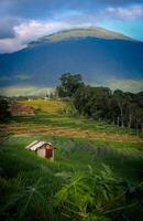 landscape view of rice fields with a hut in the middle and mountains in the background photo