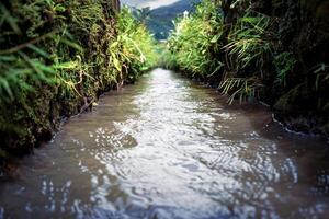 view of a small river which is used as a means of irrigating rice fields planted with rice photo