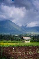 landscape view of rice fields with a hut in the middle and mountains in the background photo