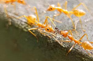 clustered weaver ants photo