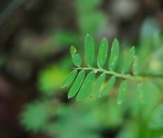 leaf macro of the Astragalus edulis Habitus plant photo