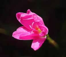flower petals of the Zephyranthes carinata plant photo