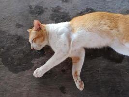 cats that have orange and white colors photo