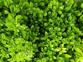 green plant background photo