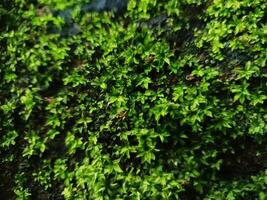 green moss background photo