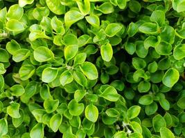 green plant background photo