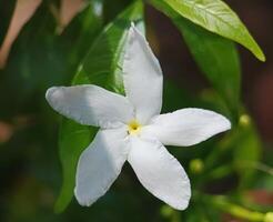 Flower petals of the Tabernaemontana divaricata plant photo