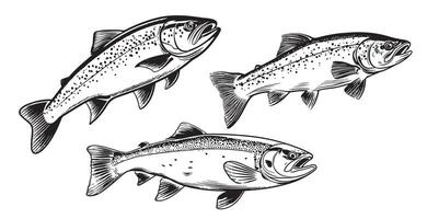 Trout fish set in hand drawn strokes. vector