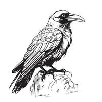 illustration with Raven on a rock on white background vector