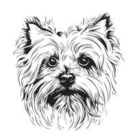 Sketch portrait of cute yorkshire terrier illustration vector