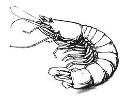 Shrimp sketch, hand drawn prawn in engraved graphic style for fish menu restaurants and for packaging vector