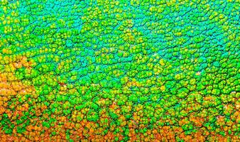 Vibrant Close-up of Multicolored Chameleon Skin Pattern Texture - Reptile Background photo