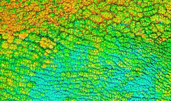 Vibrant Close-up of Multicolored Chameleon Skin Pattern Texture - Reptile Background photo