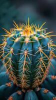 Green Cactus With Yellow Tips Close Up photo