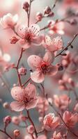 Close Up of Pink Flowers on a Tree photo
