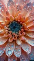 flor rosa cubierta de gotas de agua foto
