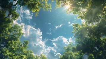 Sun Shines Through Clouds in Forest photo