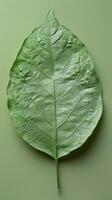 Green Leaf on Green Background photo