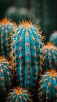 Close-Up of Cactus With Numerous Spikes photo