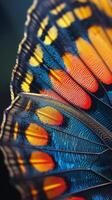 Close Up of a Colorful Butterflys Wings photo