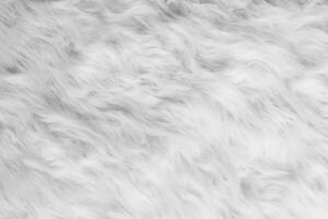 High-Resolution Stock Photo, Close-Up of Fluffy Sheep Wool Texture for Background or Wallpaper photo