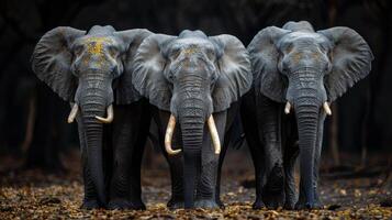 Group of Three Elephants Standing Together photo