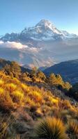 Majestic Mountain Range With Foreground Trees photo