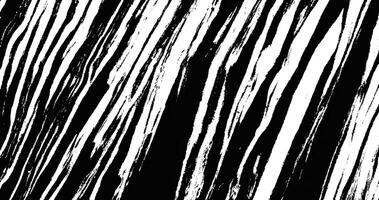 Grunge zebra stripes texture. Asbtract striped textured background. photo