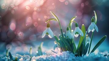 Snowdrops Emerging in Snow on a Sunny Day photo