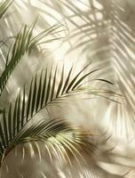 Palm Tree Casting Shadow on Wall photo