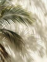 Palm Tree Casting Shadow on Wall photo