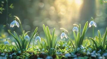 Group of White Flowers on Lush Green Field photo