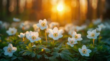 A Bunch of Flowers in the Grass photo