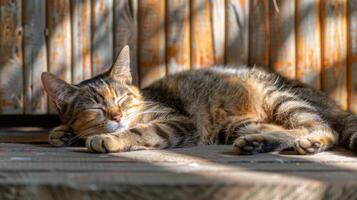 Cat Resting Next to Fence photo