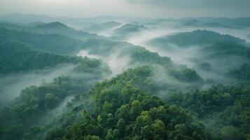 Aerial View of Lush Green Forest photo