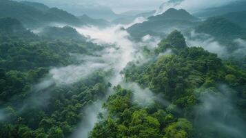 Aerial View of Lush Green Forest photo