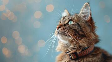 Close Up of a Cat Wearing a Collar photo