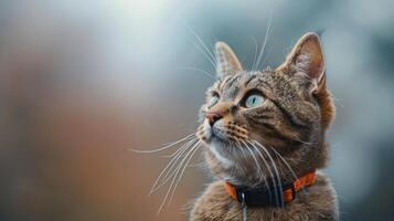 Curious Cat Looking Out a Window photo