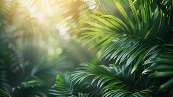Sun Shining Through Tropical Tree Leaves photo