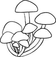Honey mushrooms grow in the forest in autumn. vector