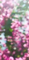 Living life in bloom photo
