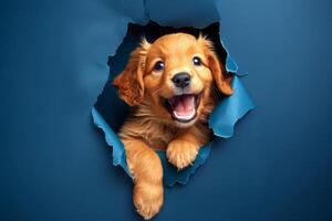 Cute fluffy golden retriever puppy peeking through hole in blue paper photo
