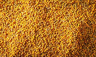 juicy yellow mustard seeds, spices, top view photo