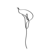 Continuous linear art of Calla Lily Art, Botanical Wall Art design for Invitations. vector