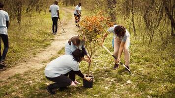 Climate activists planting new trees in a woodland ecosystem, digging holes and putting seedlings in the ground. Volunteers working on preserving nature and protecting the environment. Camera B. photo