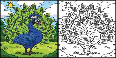 Peacock Bird Coloring Page Colored Illustration vector