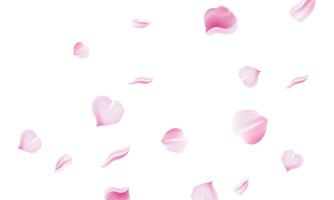 Sakura flying petals on white background design vector