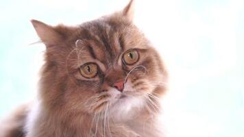 A cat with a sad expression on its face video