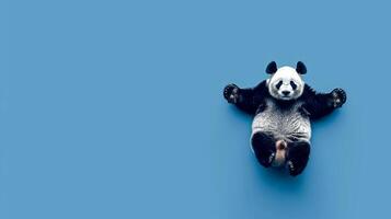 Relaxed Panda Bear on Blue Background. Cute Animal Posing. Concept of Nature, Wildlife, Funny Panda. Copy space photo